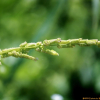 개피(Beckmannia syzigachne (Steud.) Fernald) : 꽃사랑