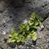 홍노도라지(Peracarpa carnosa (Wall.) Hook.f. & Thomson) : 산들꽃