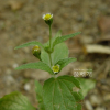 털별꽃아재비(Galinsoga quadriradiata Ruiz & Pav.) : 필릴리