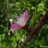 숭도(Prunus persica var. nectarina (Aiton) Maxim.) : 고마리