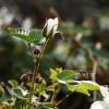 장딸기(Rubus hirsutus Thunb.) : 통통배