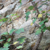 음나무(Kalopanax septemlobus (Thunb. ex Murray) Koidz.) : 석뫼