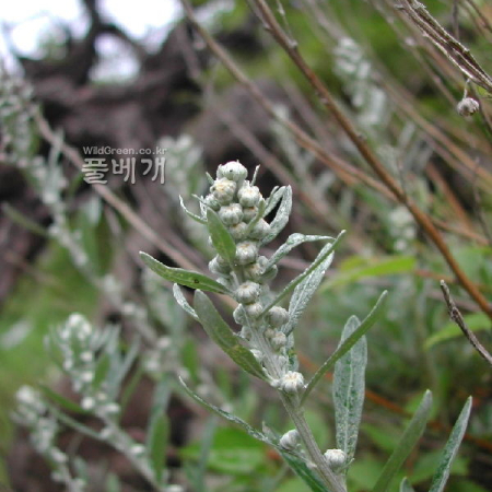 비단쑥(Artemisia lagocephala (Fisch. ex Besser) DC.) : 벼루