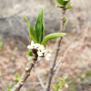 두메닥나무(Daphne pseudomezereum var. koreana (Nakai) Hamaya) : 晴嵐
