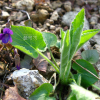 흰털제비꽃(Viola hirtipes S.Moore) : 고들빼기
