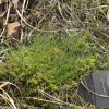 별사초(Carex tenuiflora Wahlenb.) : 무심거사