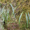 일엽초(Lepisorus thunbergianus (Kaulf.) Ching) : 무심거사