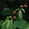 숭도(Prunus persica var. nectarina (Aiton) Maxim.) : 고마리