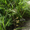 산해박(Cynanchum paniculatum (Bunge) Kitag. ex H.Hara) : 통통배