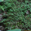 구실사리(Selaginella rossii (Baker) Warb.) : 무심거사