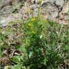 나도냉이(Barbarea orthoceras Ledeb.) : 추풍