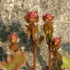 새모래덩굴(Menispermum dauricum DC.) : 塞翁之馬