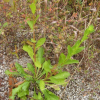 개망초(Erigeron annuus (L.) Desf.) : 가야