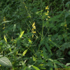 선괴불주머니(Corydalis pauciovulata Ohwi) : 여울목