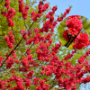 만첩홍도(Prunus persica for. rubroplena C.K.Schneid.) : 꽃마리