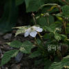 장딸기(Rubus hirsutus Thunb.) : 구산