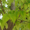 느티나무(Zelkova serrata (Thunb.) Makino) : 설뫼*