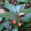 자금우(Ardisia japonica (Thunb.) Blume) : 벼루