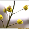 털조장나무(Lindera sericea (Siebold & Zucc.) Blume) : 여울목