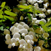 흰등(Wisteria floribunda (Willd.) DC. f. alba Rehder & E.H.Wilson) : 추풍