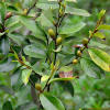 초령목(Magnolia compressa Maxim.) : 산들꽃