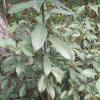 종가시나무(Quercus glauca Thunb. ex Murray) : 무심거사
