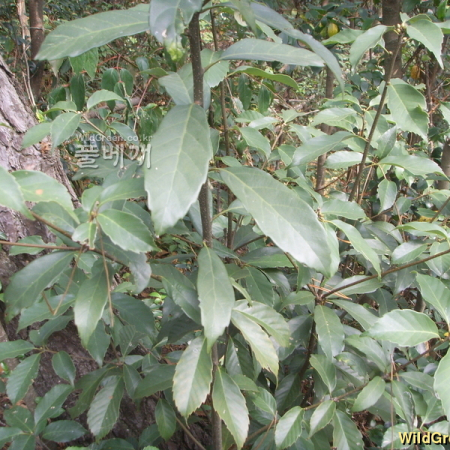 종가시나무(Quercus glauca Thunb. ex Murray) : 봄까치꽃
