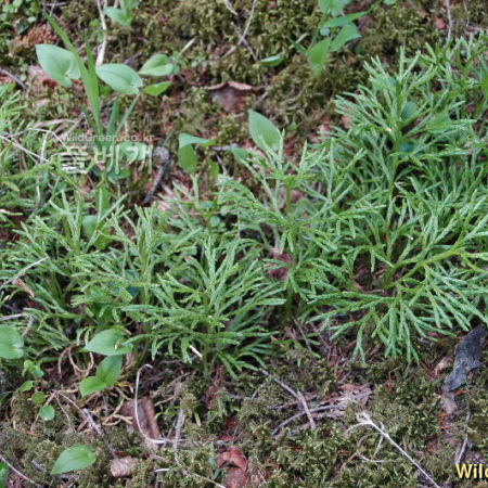 비늘석송(Lycopodium complanatum L.) : 벼루
