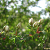 둥근인가목(Rosa spinosissima L.) : 벼루