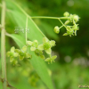 화살나무(Euonymus alatus (Thunb.) Siebold) : 별꽃