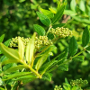 산초나무(Zanthoxylum schinifolium Siebold & Zucc.) : 여울목