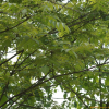 합다리나무(Meliosma pinnata (Roxb.) Maxim. subsp. arnottiana (Wight) Beusekom var. oldhamii (Miq. ex Maxim.) Beusekom) : 설뫼*