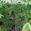 나래회나무(Euonymus macropterus Rupr.) : 무심거사