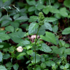 애기탑꽃(Clinopodium gracile (Benth.) Kuntze) : 청암