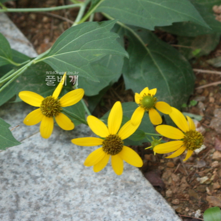하늘바라기(Heliopsis helianthoides (L.) Sweet) : 꽃사랑