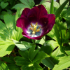 튜울립(Tulipa gesneriana L.) : 현촌