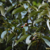 종가시나무(Quercus glauca Thunb. ex Murray) : 무심거사
