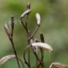 제주무엽란(Lecanorchis kiusiana Tuyama) : 풀잎사랑