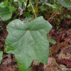 새모래덩굴(Menispermum dauricum DC.) : 꽃천사