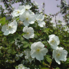 둥근인가목(Rosa spinosissima L.) : 벼루