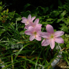 나도사프란(Zephyranthes carinata Herb.) : 塞翁之馬