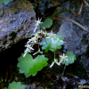 바위떡풀(Saxifraga fortunei Hook. var. koraiensis Nakai) : 풀배낭