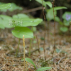 무엽란(Lecanorchis japonica Blume) : 벼루