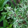 왜떡쑥(Gnaphalium uliginosum L.) : 산들꽃