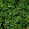 땅콩(Arachis hypogaea L.) : 벼루