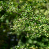 산사나무(Crataegus pinnatifida Bunge) : 벼루