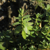 갯봄맞이(Lysimachia maritima (L.) Galasso & Banfi & Soldano var. obtusifolia (Fernald) Yonek.) : 무심거사