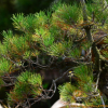 곰솔(Pinus thunbergii Parl.) : nerd