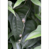 둥근마(Dioscorea bulbifera L.) : 塞翁之馬