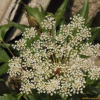 왜당귀(Angelica acutiloba (Siebold & Zucc.) Kitag.) : 무심거사